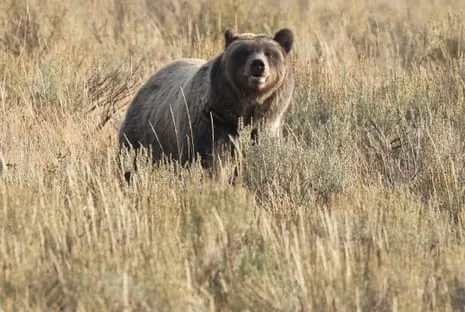 Backpacker Assaulted by Bear in Wilderness Area Air Lifted to Hospital